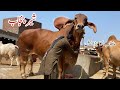 Punjab Biggest Bull Sher e Pakistan of Mujahid Cattle Farm Qurbani 2026  | Cow Mandi | Bakra Mandi