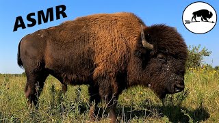 ASMR Bison Grazing