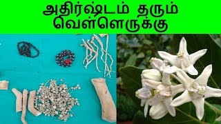 வெள்ளெருக்கு வேரில் இத்தனை பயன்களா?/Erukku ilai,ver,villakku thiri uses for home business place