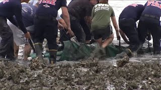 Crew rescues stuck manatee