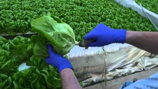 Butter Lettuce: From Seedling to Shelf