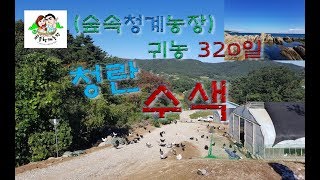 (숲속청계농장) 귀농 320 -청란 수색