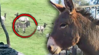 Lost Donkey Seen With Herd of Elk