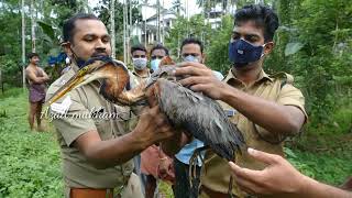 ചൂണ്ടലിൽ കുടുങ്ങിയ ദേശാടനക്കിളി