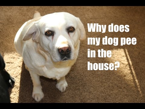 Why Does My Dog Pee in the House? Why Does My Dog Pee in the House?