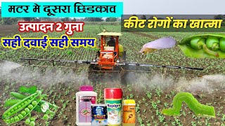 मटर में दूसरा स्प्रे कब करें | मटर में कोन सी दवाई छिड़काव करें | matar main konsi dwai dale