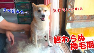 柴犬の換毛期が凄すぎて毛で柴犬作れます