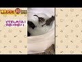 【2ch動物スレ】ツッコミどころ満載なおもしろ猫動画50連発！part6（鳴き声、しゃべる、子猫、かわいい）