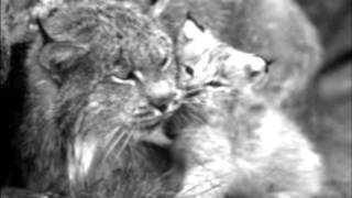 S.I.L.F (Saving the Iberian Lynx Foundation)