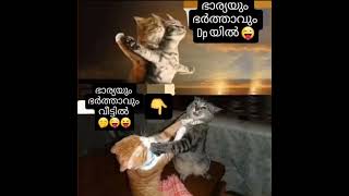 ഹ ഹ എന്താ ഒരു സ്നേഹം🤣🤣youtube#trending🔥#viral🔥#funny🤣#catvideos😺#shortvideo#shortsfeed#plz_subscribe