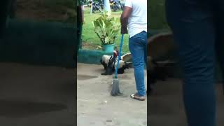 පොලීසිය ඇතුලේ මෙහෙමත් රණ්ඩුවක් #viralvideo #jokes #funnyshorts #animalshorts #viralshort #shorts