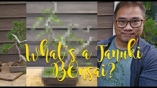 How to create Tanuki Bonsai for less than a McDonald's meal