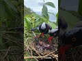 A mother's love for her children is like a bird's#birds #birdswatching #lovebirds #nature