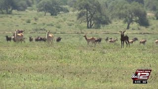 San Antonio company thrives in breeding exotic game
