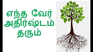 எந்த வேர் அதிர்ஷ்டம் தரும்