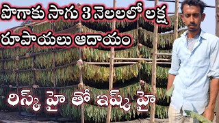 పొగాకు సాగు విధానం పూర్తి వివరాలు || tobacco farming in Telugu @Aaryanfarms