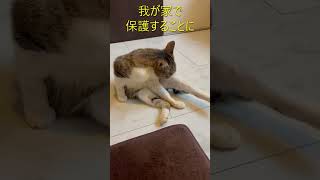 きいた物語 　行き場がなくなった保護猫を迷いながらも、我が家で保護。#shorts #猫 #野良猫  #保護猫