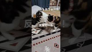 【実家猫】姉妹で大喧嘩！？　#猫 #cat #cute #shorts