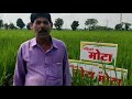 महिको मोटा हाइब्रिड संकर धान 5409 farming makkakikheti madhyapradesh chattisgarh mahyco