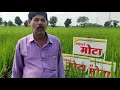 महिको मोटा हाइब्रिड संकर धान 5409 farming makkakikheti madhyapradesh chattisgarh mahyco