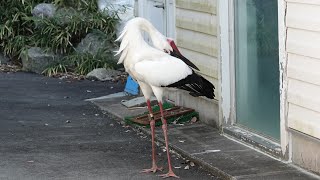 はまZOO 野生のコウノトリ クラッタリング