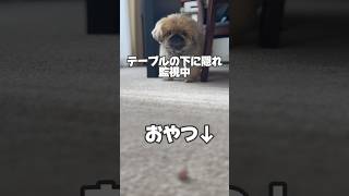 どうしてもおやつが食べたいペキニーズ　#shorts #ペキニーズ#dog