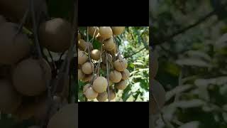 গরমকাল শেষেও দেশে ফলছে থাইল্যান্ডের লিচু | Longan Fruit #shorts