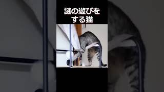 謎の遊びをする猫 #shorts