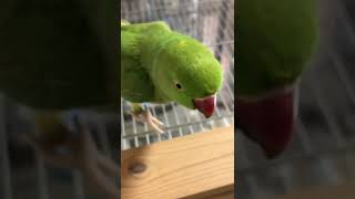 ワカケホンセイインコのペペちゃん😊　アカビタイムジオウムの夢ちゃんのケージの上で固まる😅