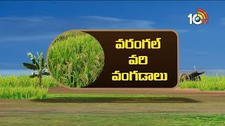 వరంగల్ వరి వంగడాలు | New High Yielding Rice Varieties | Matti Manishi | 10TV News