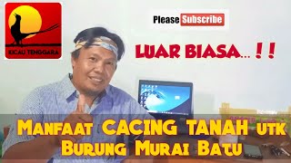 WAJIB NONTON..!!! BAHAYA dan Manfaat CACING TANAH untuk Burung Murai Batu.