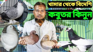 কবুতর পালন পদ্ধতি || কবুতর বিক্রি হবে || Fancy Pigeon For Sale || Asif Vlogs ||