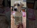 Dog shorts | Roj 3-4 note le aana lucy😂😂#viral #viralshorts #short #shorts