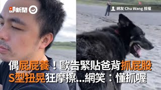 偶屁屁養！歐告緊貼爸背抓屁股　S型扭晃狂摩擦...網笑：懂抓喔│寵物│狗狗