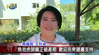 20230118 南投縣議會 民議新聞 魚池虎頭蘭正值產期 歡迎民眾踴躍支持(縣議員 王秋淑)