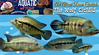 Aquatic Wetline W/ Aqua Alex: All About Dovii Cichlids