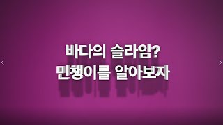 [온라인해설] 바다의 슬라임? 민챙이를 알아보자