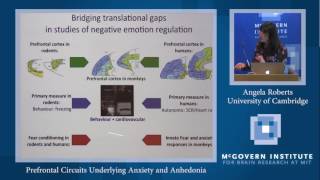 Angela Roberts, Prefrontal Circuits Underlying Anxiety and Anhedonia: Poitras and Stanley Centers