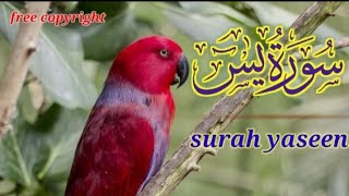 Surah Yaseen | Yasin Sharif in Arabic Text HD | By Shaykh Saad Al Ghamdi 💓 Alafasy Daily Quran