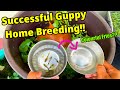 Successful Guppy Home Breeding | Guppy Dropped Fry! | How to breed guppy at home successfully!