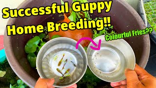 Successful Guppy Home Breeding | Guppy Dropped Fry! | How to breed guppy at home successfully!