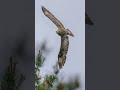 This might be my best BUZZARD shot to date! #wildlifephotoghraphy