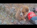 With sad eyes, he bit at the Coke bottle cap, begging the young man traveling by bicycle for help!