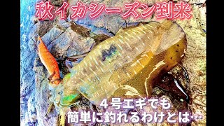 【エギング】#21 秋イカを4号エギでも簡単に釣れるわけとは… squid fishing