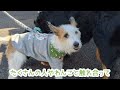 ぎふ清流里山公園の犬祭りに行ってきたバーニーズマウンテンドッグ