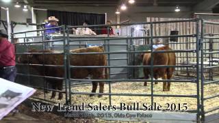 New Trend Salers Bull Sale