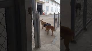 សត្វឆ្កែស្រឡាញ់គ្នា Dogs love each other