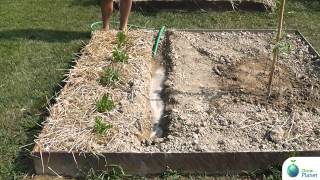 Come annaffiare l'orto - How to water the vegetable garden