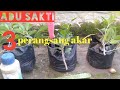 Adu 3 jenis perangsang akar,bawang merah,lidah buaya, perangsang akar kimia.pada batang kimeng