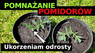 Ogr18 - Pomnażam POMIDORY -Jak ukorzeniam odrosty -pędy boczne? Robię przegląd krzaczków pomidorów!